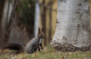 Naturfotografie eines Eichhörnchens 