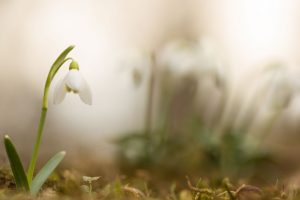 Blumen im Frühling die Schneeglöckchen