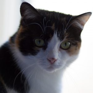 Katze am Fenster Portrait mit dem Reflektor ist das Auge besser belichtet