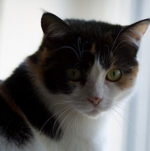 Katze im Portrait am Fenster, ohne Reflektor ist hier ein Auge zu dunkel