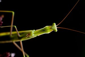 Naturfotografie einer Gottesanbeterin wie aus dem Studio