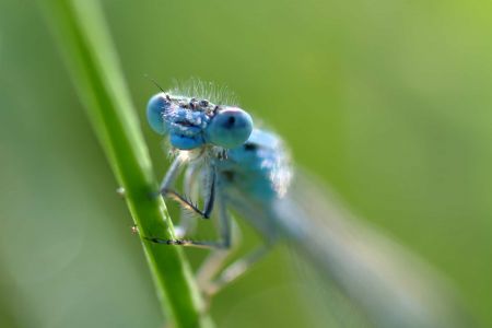 Makroaufnahme von einer blauen Libelle auf einem Grashalm