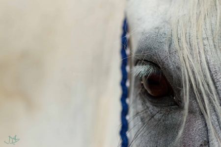 Das Foto zeigt ein weißes Pferdeauge im Detail mit blauem Halfter. Dieses Foto ist bei einem Fotospaziergang in Graz Maria Trost entstanden.