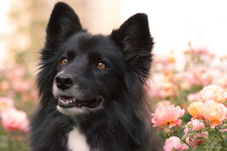 Das Foto zeigt einen schwarzen Hund und im Hintergrund rosarote Rosen. Dieses Foto ist bei einem Fotospaziergang in der Natur in Graz entstanden