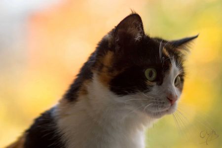 Glückskatze sitzt am Fenster im Hintergrund sieht man den Herbstlich gefärbten Park