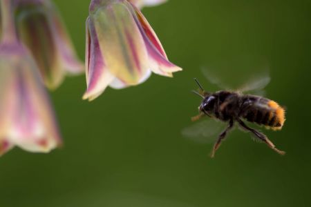 Hummel steht in der Luft vor einer Blüte