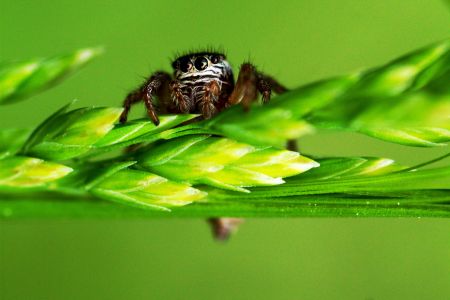 Makrofoto einer Springspinne auf einem Grashalm