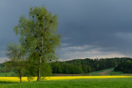 Landschaftsfoto von einer Birke vor einem Rapsfeld