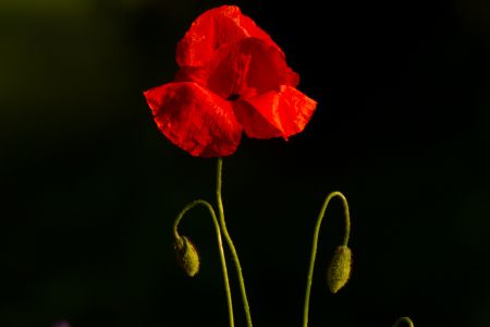Klatschmohn vor dunklem Hintergrund