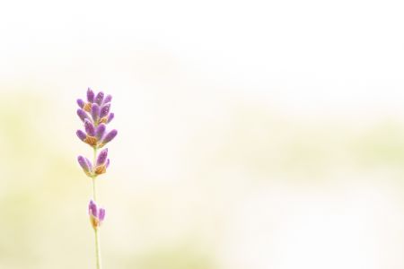 Makroaufnahme einer Lavendelblüte